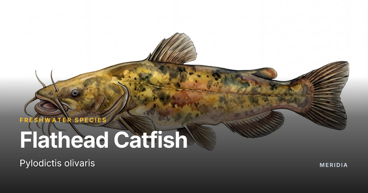 Flathead Catfish Fishing — Where to Catch | Meridia